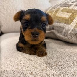 Miss St. Moritz - Blue and gold female Yorkshire Terrier puppy in Queens, New York from The Dior Line