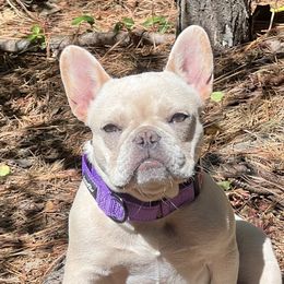 Pierogi - French Bulldog