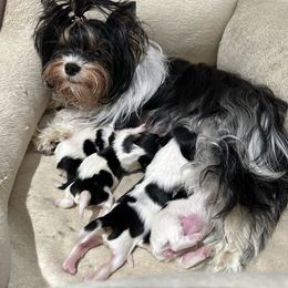 Biewer Terrier puppies from Lozado’s Biewers