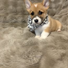 Lori - Sable female Pembroke Welsh Corgi puppy in Pikeville, Tennessee from Rock Solid Ranch
