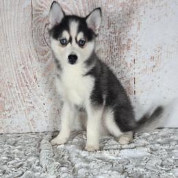 Ace - Gray and white male Pomsky puppy in Atwood, Illinois from Peace Road Puppies