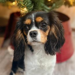 Lilly - Cavalier King Charles Spaniel