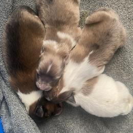 Female 2 - Sable and white female Shetland Sheepdog puppy in Chambersburg, Pennsylvania from Clark Kennel Shelties