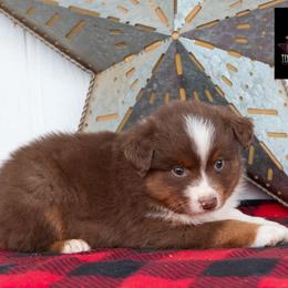 Canyon - Red tri-color male Australian Shepherd puppy in Granbury, Texas from Texas Miniature Aussies
