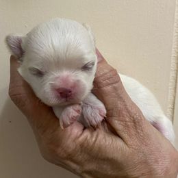 Girl 4 - Cream female Chihuahua puppy in Chino Valley, Arizona from Lane’s Little Longhairs