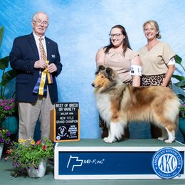 Collie All Grown Up from Pyman Collies