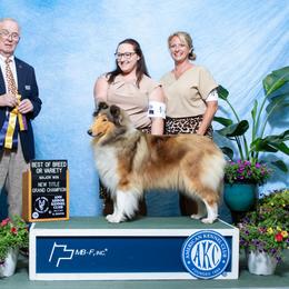 Collie All Grown Up from Pyman Collies