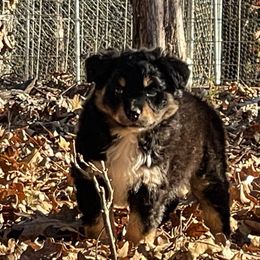 Wrangler - Black tri-color Australian Shepherd puppy in Oakland, Arkansas from Lone creek Aussies