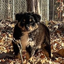 Wrangler - Black tri-color Australian Shepherd puppy in Oakland, Arkansas from Lone creek Aussies