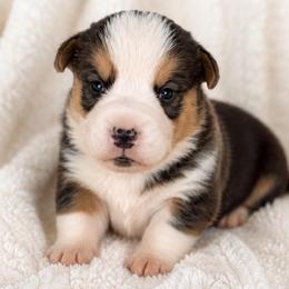 Pickle - Black and tan male Pembroke Welsh Corgi puppy in Beggs, Oklahoma from Blue Diamond Corgi’s