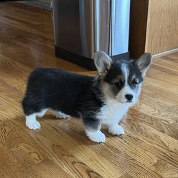Midge - Black and tan female Pembroke Welsh Corgi puppy in Vernal, Utah from Bingo's Kennel