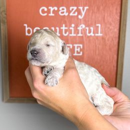 Pixie - White female Poodle puppy in Murrieta, California from Apricot Poodles & Goldendoodles, LLC