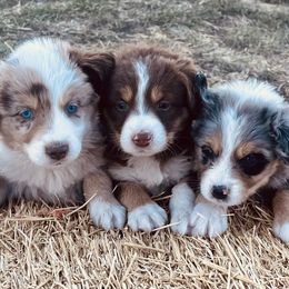 Australian Shepherd Puppies from West River Creekside Aussies