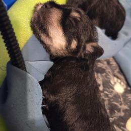 Paws - Liver female Miniature Schnauzer puppy in Bellwood, Nebraska from Schnauzers by the Lake