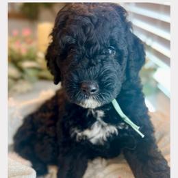 BENEDICT - Black male Goldendoodle puppy in Houston, Texas from Pia’s Doodle Poodle Wag
