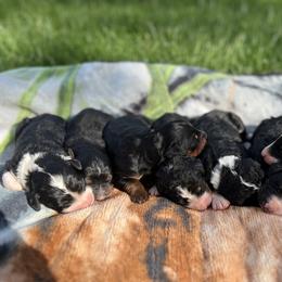 Bernedoodle Puppies from East Coast Bernedoodles