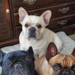 French Bulldogs from Tx Frenchies