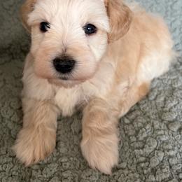 Wheaton -CKC - Wheaten male Miniature Schnauzer puppy in Hillsville, Virginia from Valley View Schnauzers