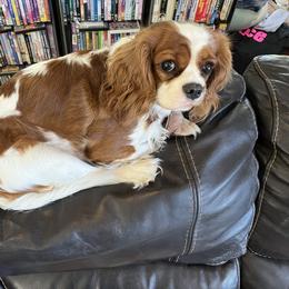 Blossom - Cavalier King Charles Spaniel