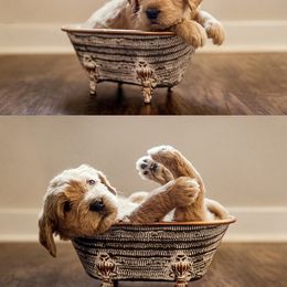 Goldendoodle Puppies from Clig Doodle Days