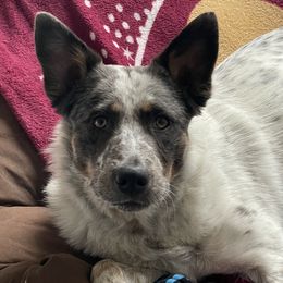 Australian Cattle Dog, Australian Shepherd, Companion Cross, and Miniature Australian Shepherd Puppies from MK Aussies