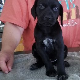 German Shorthaired Pointer Puppies from Pretty Prairie Kennel