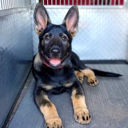 German Shepherd Puppies from Haus Morrisson German Shepherds