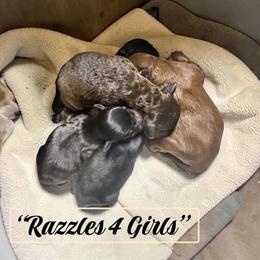 Pixie - Black and tan female Assorted Doodle Crosses puppy in Coal City, Indiana from Angel Blue Dogs