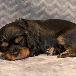Elsa - Black and tan female Cavalier King Charles Spaniel puppy in Granite Falls, North Carolina from Country Life Cavaliers