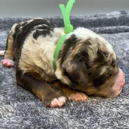 Chandler - Chocolate merle male Bernedoodle puppy in New Ringgold, Pennsylvania from Hawk Mountain Doodles