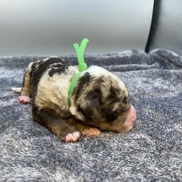 Chandler - Chocolate merle male Bernedoodle puppy in New Ringgold, Pennsylvania from Hawk Mountain Doodles