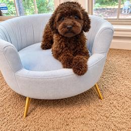 Nosa - Poodle