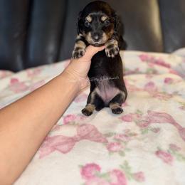 Nova - Black and cream female Dachshund puppy in Ceres, California from Rockin' M’s LilBitty Dachshunds (LBD)