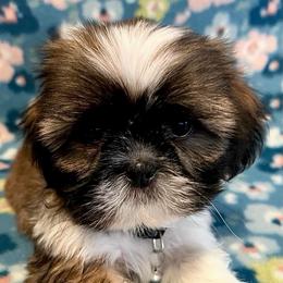 Tommy - Gold and white male Shih Tzu puppy in Hemet, California from Aloha Shih Tzu