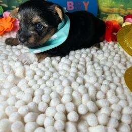 Boy 2 (1500) - Chocolate, tan and white male Yorkshire Terrier puppy in Douglas, Georgia from Southern Georgia Yorkies and biewers