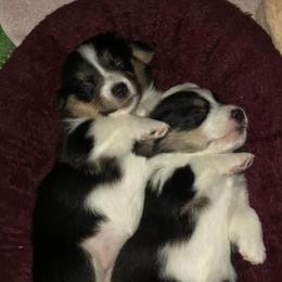 Pembroke Welsh Corgis from Michele's Corgis