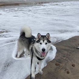 Alaskan Malamute All Grown Up from Jamie Minchew's Alaskan Malamutes