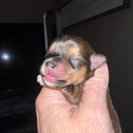 Little Bean - Gold female Yorkshire Terrier puppy in Dalton, Georgia from Southern Charm Precious Paws