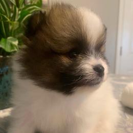 Layla - Orange parti female Pomeranian puppy in Fayetteville, North Carolina from Tar-heel Poms