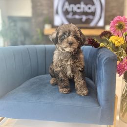 O A K S - Teddy Bear- G I R L - Merle female Yorkipoo puppy in Pleasant View, Utah from Anchor Dogs