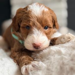 Mint green collar - Brown and white female Bernedoodle puppy in Fort Wayne, Indiana from Crimson Curl Doodles
