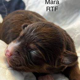 Mara - Red tri female Miniature Australian Shepherd puppy in Denair, California from CenCal Mini Aussies