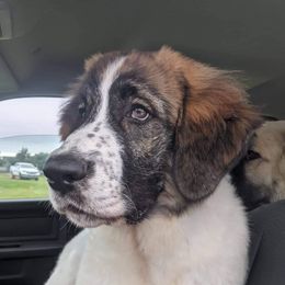 Elysium - Pyrenean Mastiff