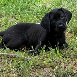 Tutti - Black female Labrador Retriever puppy in Water Valley, Mississippi from Three Lakes Labs & WHDs