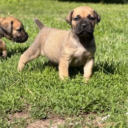 Fern (Light Green Collar) - Reddish brown female Boerboel puppy in Manitowoc, Wisconsin from Mae Boerboel
