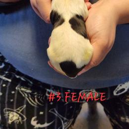 Katy - Black and white female English Springer Spaniel puppy in Craig, Nebraska from Fur & Feathers Kennel