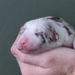 Girl 3 - Red merle female Border Collie puppy in Kalispell, Montana from North Fork Border Collies