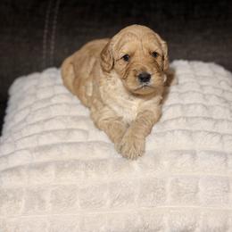 Goldendoodle Puppies from Diverse Nurturing Affectionate Doodle Kennel
