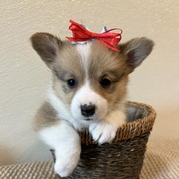 ANDIE - Sable female Pembroke Welsh Corgi puppy in Hinton, Oklahoma from Green Cloud Ranch