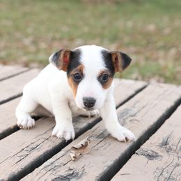 Ned - Tri-color male Jack Russell Terrier puppy in West Bend, Iowa from Blue Skies Terriers